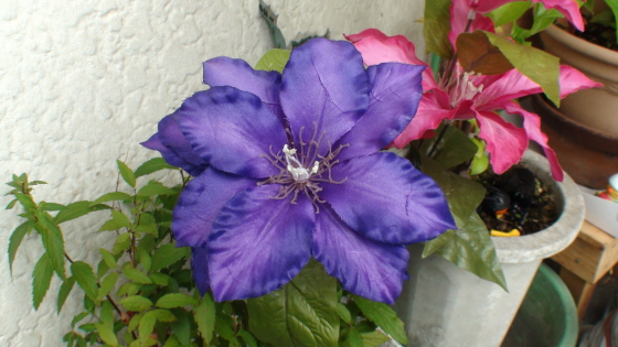 店舗前の造花